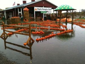 flooded pumpkins