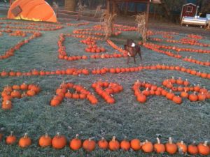 Papas in pumpkins