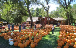back yard full of pumpkins and people lo