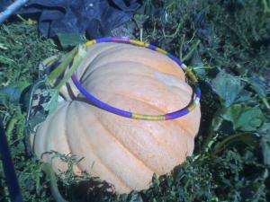 That's a hula hoop lying on one of the Giant pumpkins on display at Papa's!