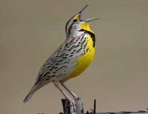 WesternMeadowlark