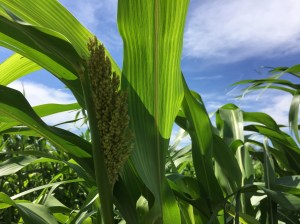 broom grass heading out - 1