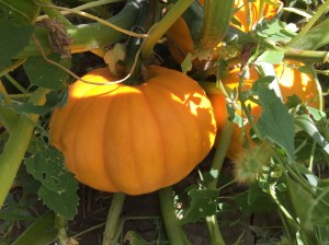 pumpkins are turning - 1