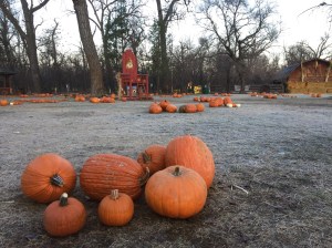 last day of pumpkins - 1