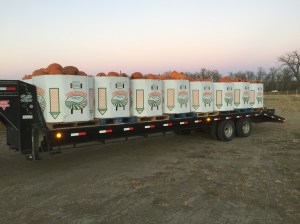 last load of pumpkins - 1