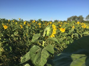 sunflower facing west