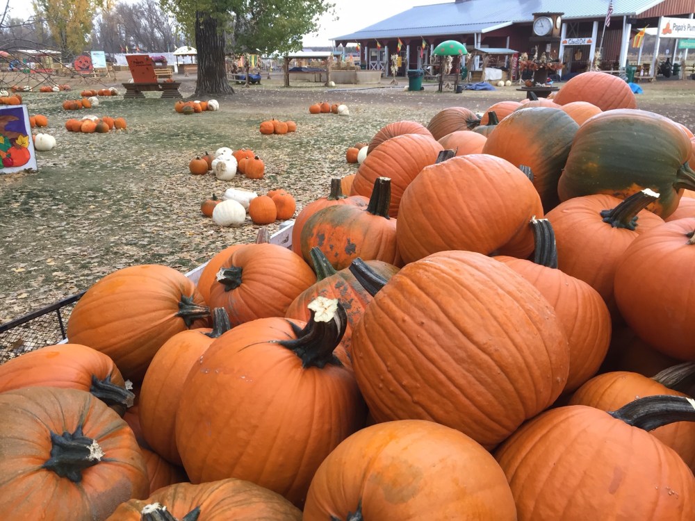 final loads of pumpkins