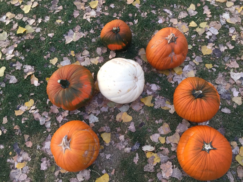 seven pumpkins left