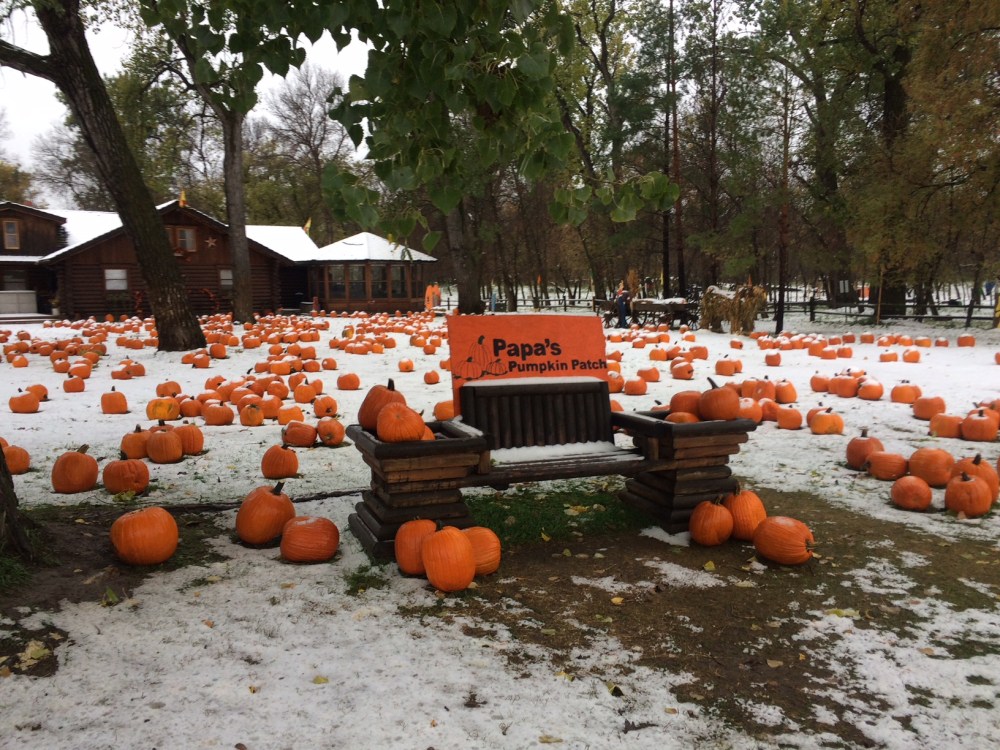 pumpkins and snow
